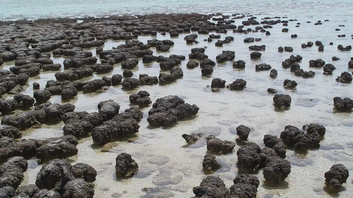 Stromatolites : les plus anciennes traces de vie sur Terre